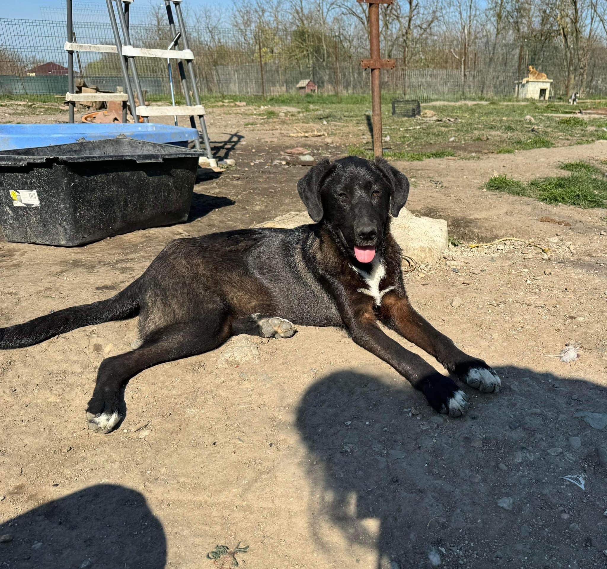 Pepsi, a 3 years old male Labrador available for adoption from New Leaf Dog Rescue in Lincolnshire