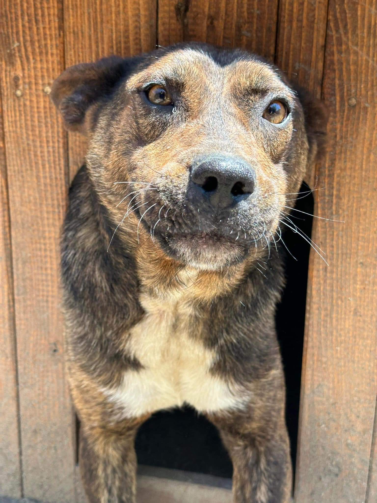 Atlas, a 5 years old male Crossbreed available for adoption from New Leaf Dog Rescue in Lincolnshire