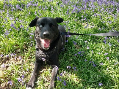 Thor, a 14 months old male Crossbreed available for adoption from Norfolk and Suffolk animal trust in Norfolk