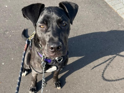 Teddy, a 10 months old female Crossbreed available for adoption from Norfolk and Suffolk animal trust in Norfolk