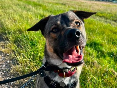 Banjo, a 14 months old male Crossbreed available for adoption from Norfolk and Suffolk animal trust in Norfolk