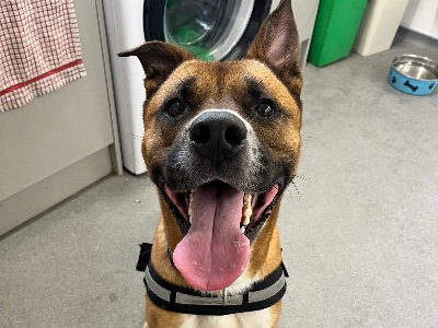 Kaiser, a 5 years old male Akita available for adoption from Norfolk and Suffolk animal trust in Norfolk