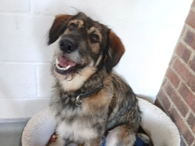 Mowgli, a 15 months old male Crossbreed available for adoption from Norfolk and Suffolk animal trust in Norfolk