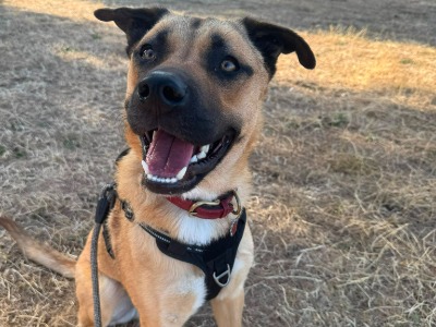 Benji, a 15 months old male Crossbreed available for adoption from Norfolk and Suffolk animal trust in Norfolk