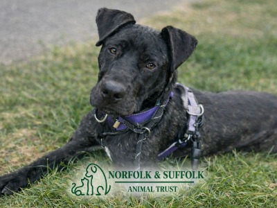 Norfolk and Suffolk animal trust logo