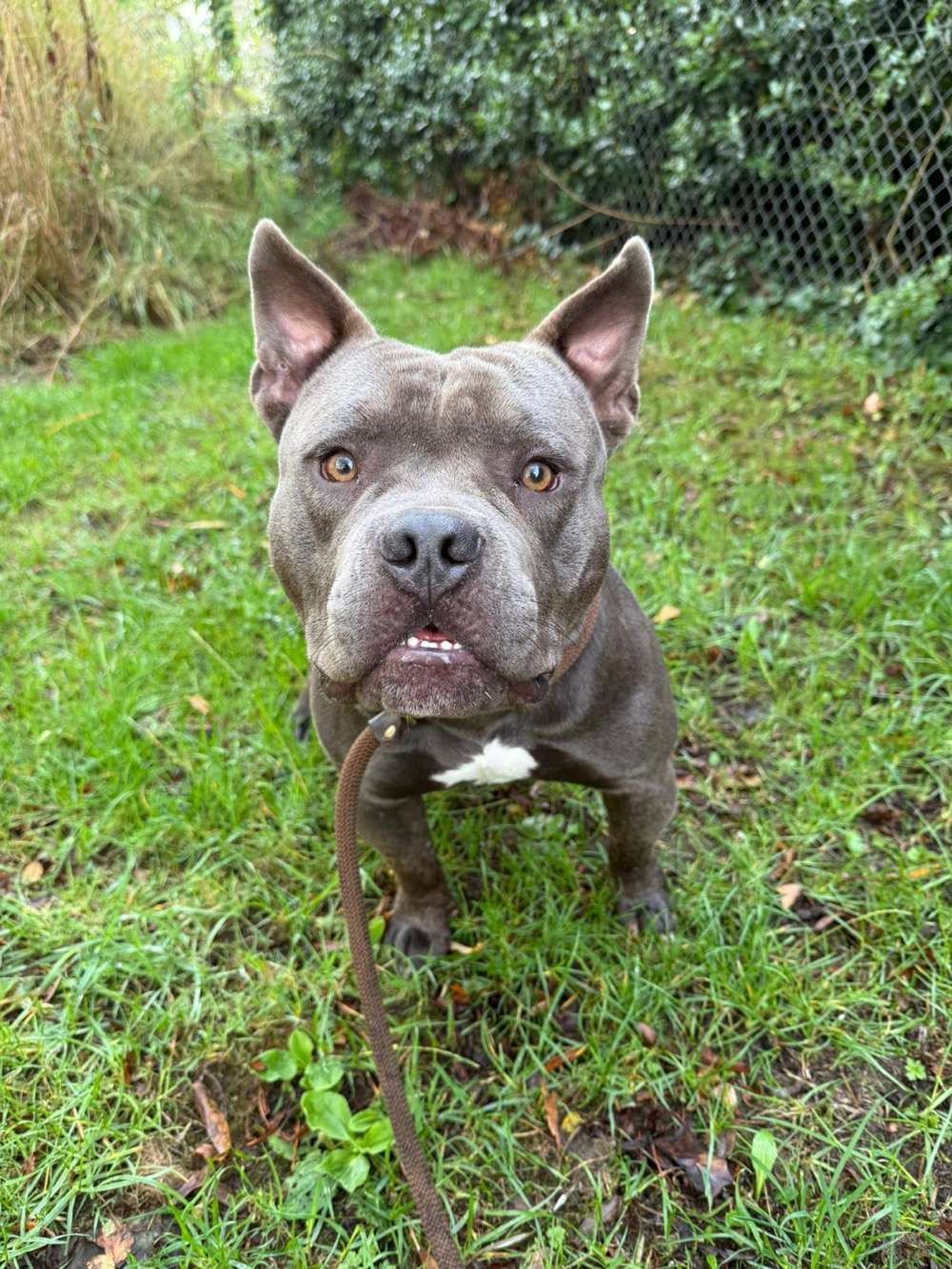 Kermit, a male Pocket Bully X available for adoption from North Clwyd Animal Rescue in Wales