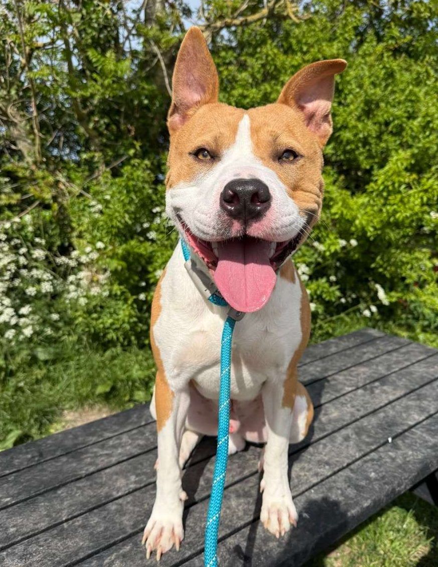 Rocky 3, a 3 years old male Crossbreed available for adoption from North Clwyd Animal Rescue in Wales