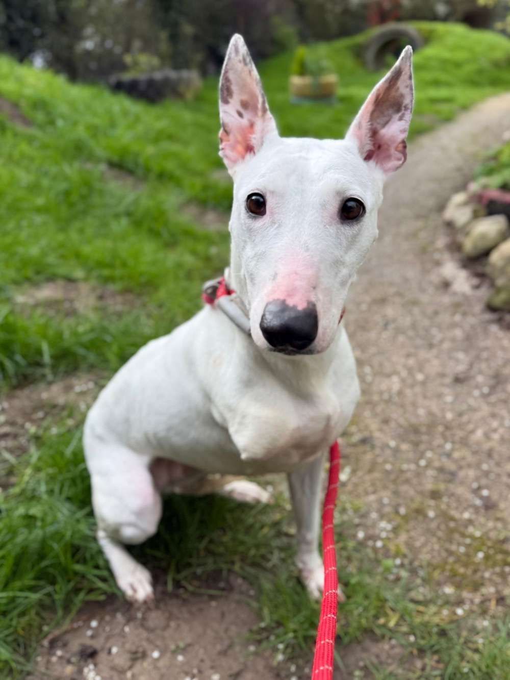 Bunny, a 8 years old female Crossbreed available for adoption from North Clwyd Animal Rescue in Wales