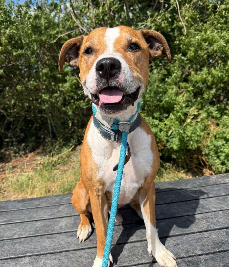 Mouse, a 9 years old male Staffordshire Bull Terrier available for adoption from North Clwyd Animal Rescue in Wales