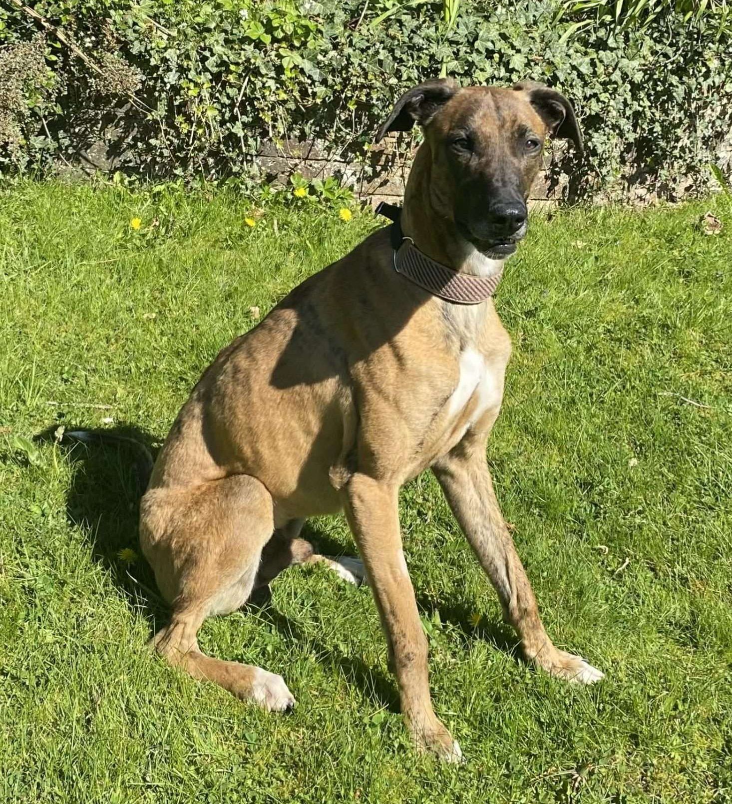 Chester, a 2 years old male Lurcher available for adoption from North Clwyd Animal Rescue in Wales