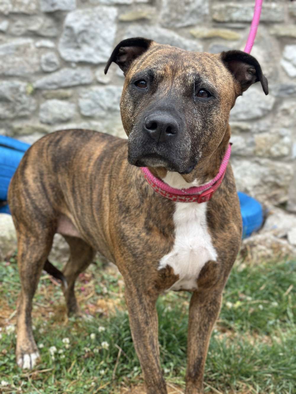 Lola 2, a 9 years old female Crossbreed available for adoption from North Clwyd Animal Rescue in Wales