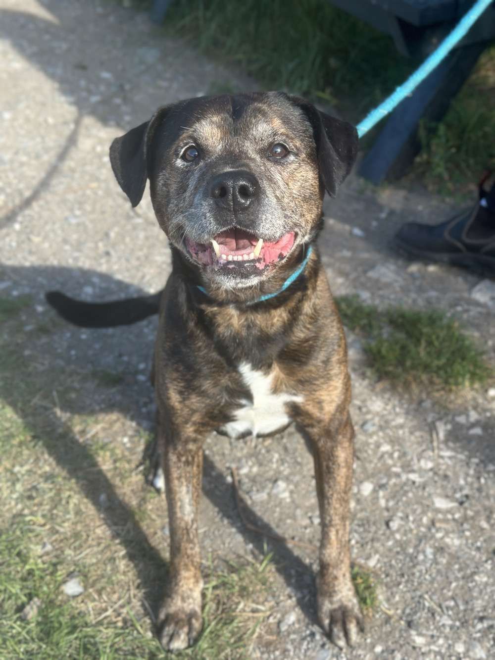 Bruno 2, a 12 years old male Crossbreed available for adoption from North Clwyd Animal Rescue in Wales
