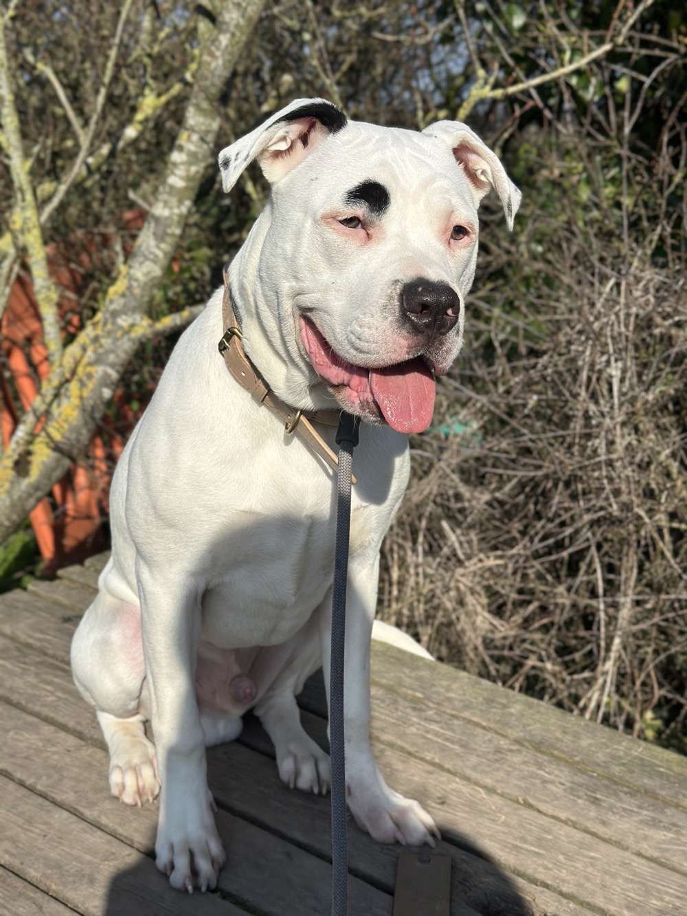 Fenrie, a 10 months old male Crossbreed available for adoption from North Clwyd Animal Rescue in Wales