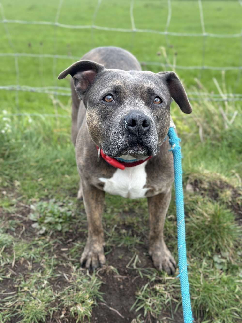 Callie, a 7 years old female Crossbreed available for adoption from North Clwyd Animal Rescue in Wales
