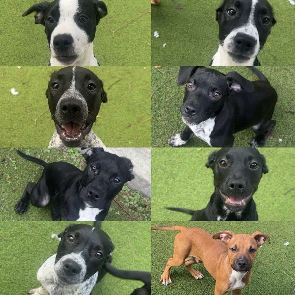 Welsh Pups, a 5 months old male Collie X Staffordshire Bull Terrier available for adoption from North Clwyd Animal Rescue in Wales