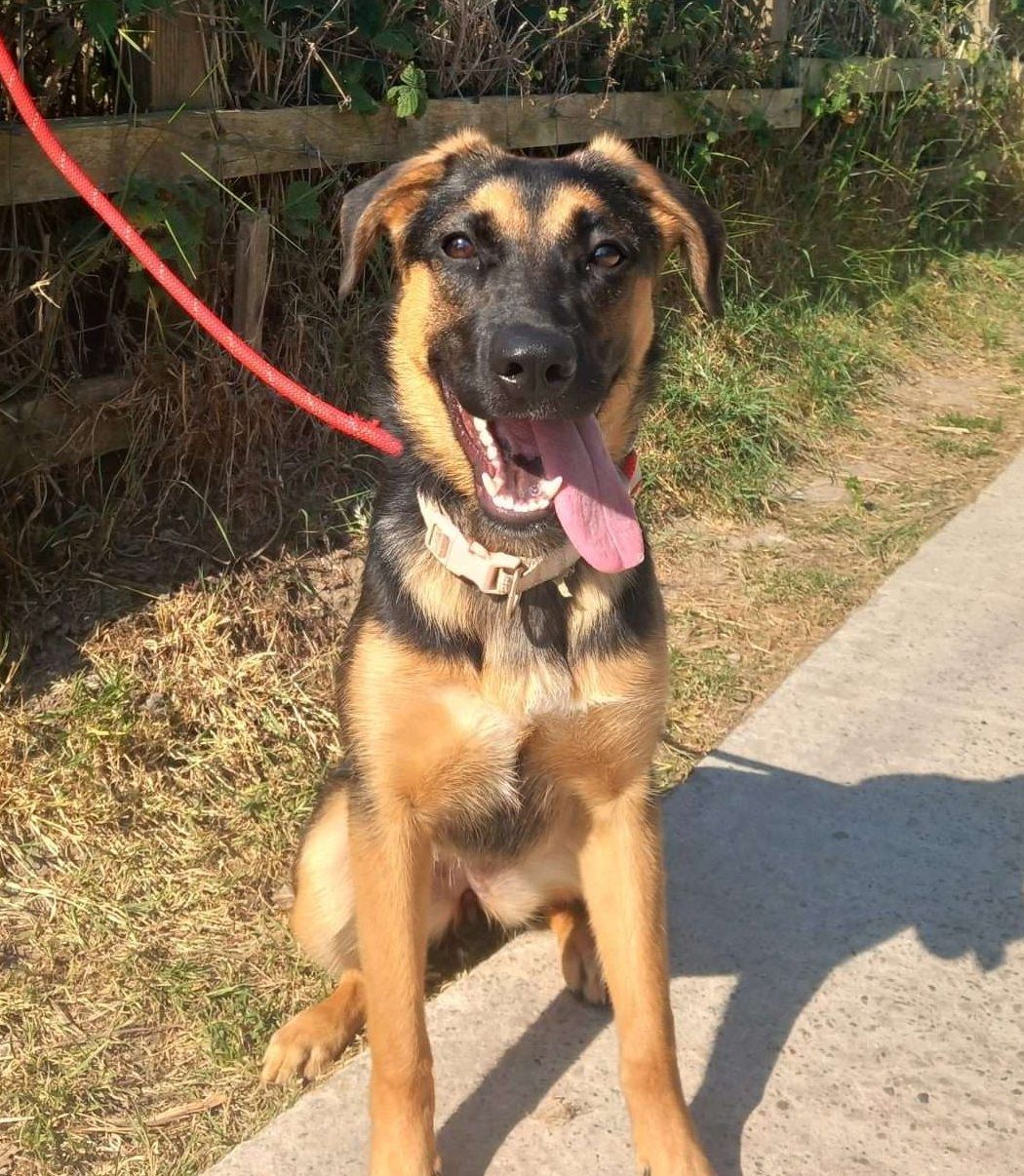 Francesca, a 2 years old female Crossbreed available for adoption from North Clwyd Animal Rescue in Wales