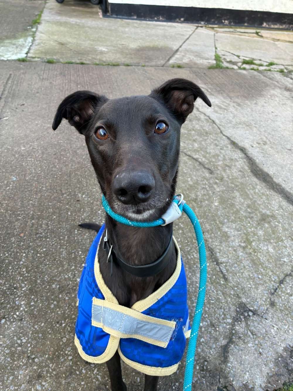 Jim, a 3 years old male Lurcher available for adoption from North Clwyd Animal Rescue in Wales