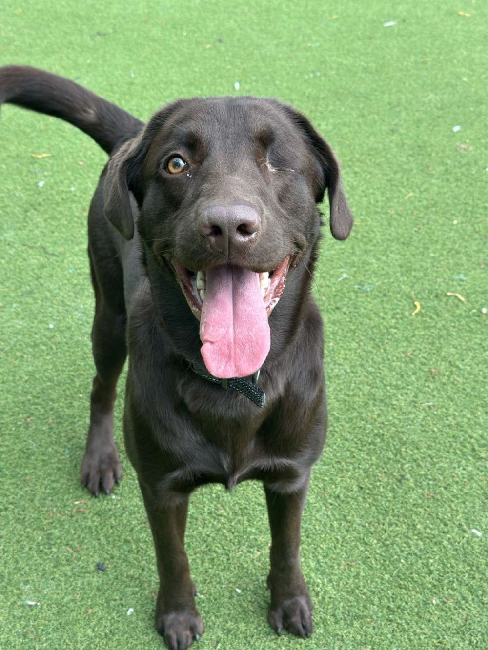 Bear, a 3 years old male Labrador available for adoption from North Clwyd Animal Rescue in Wales