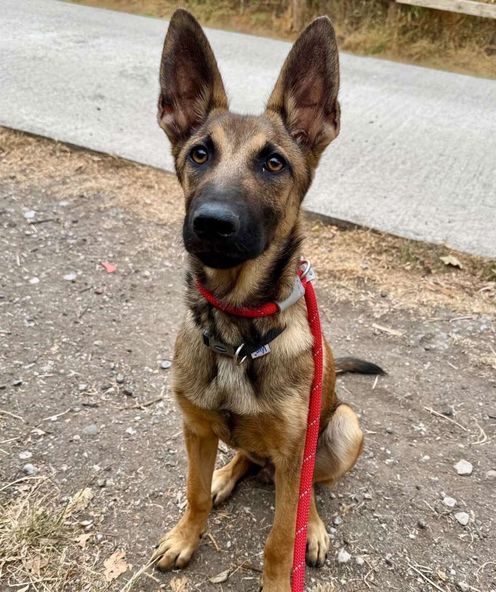 Basil, a 6 months old male Crossbreed available for adoption from North Clwyd Animal Rescue in Wales
