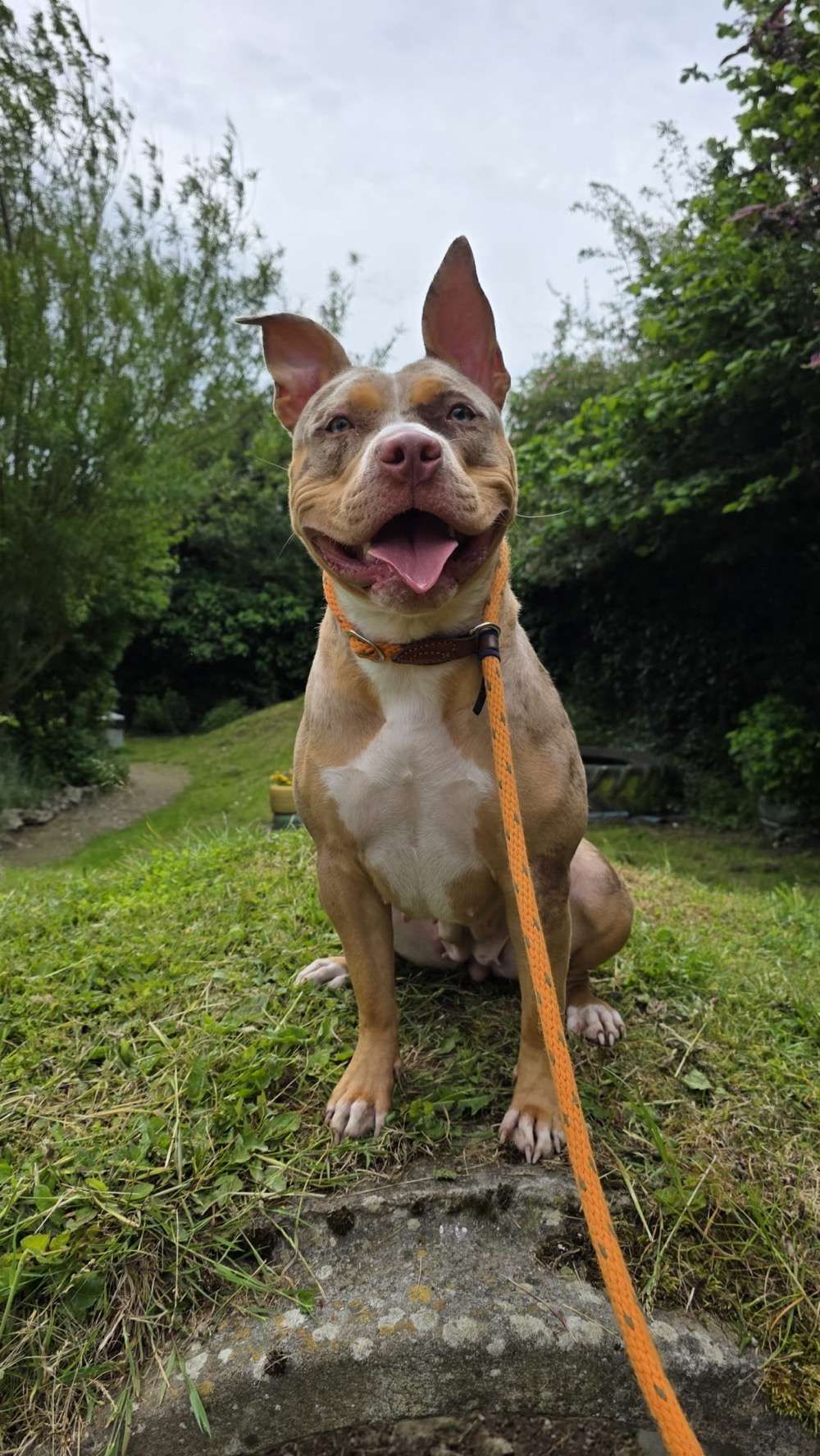 Fawn, a 1 year old female Crossbreed available for adoption from North Clwyd Animal Rescue in Wales