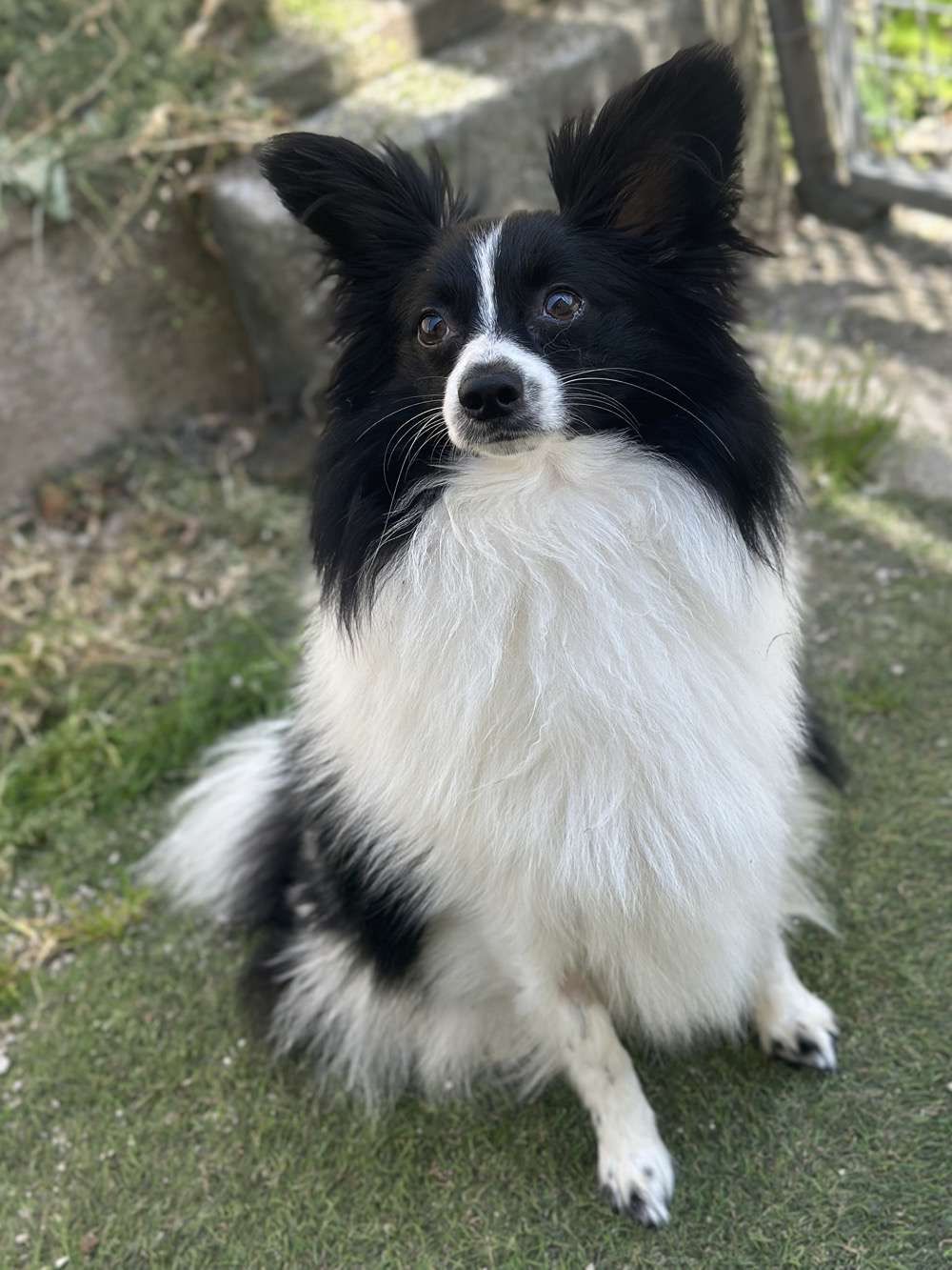 Gizmo 3, a 9 months old male Papillon available for adoption from North Clwyd Animal Rescue in Wales