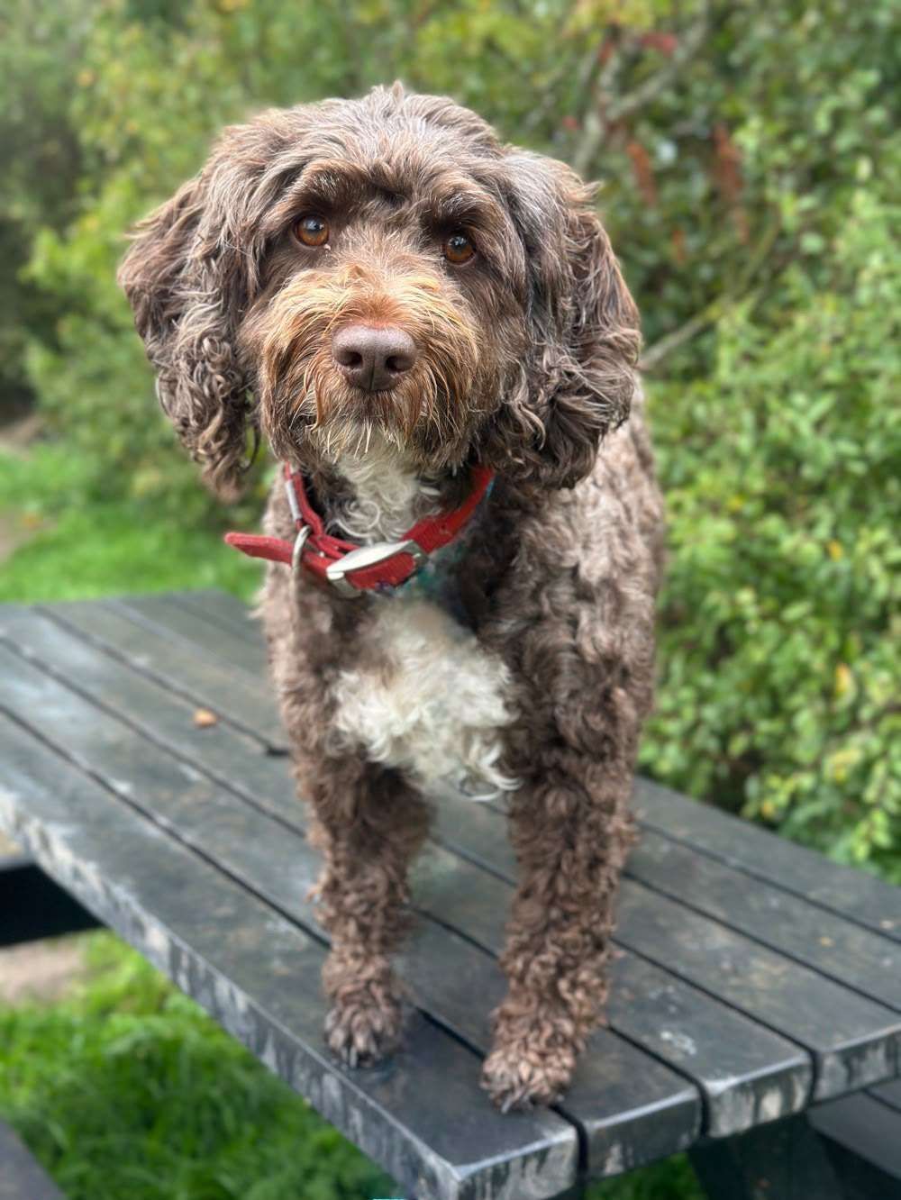 Reggie, a 5 years old male Cockapoo available for adoption from North Clwyd Animal Rescue in Wales