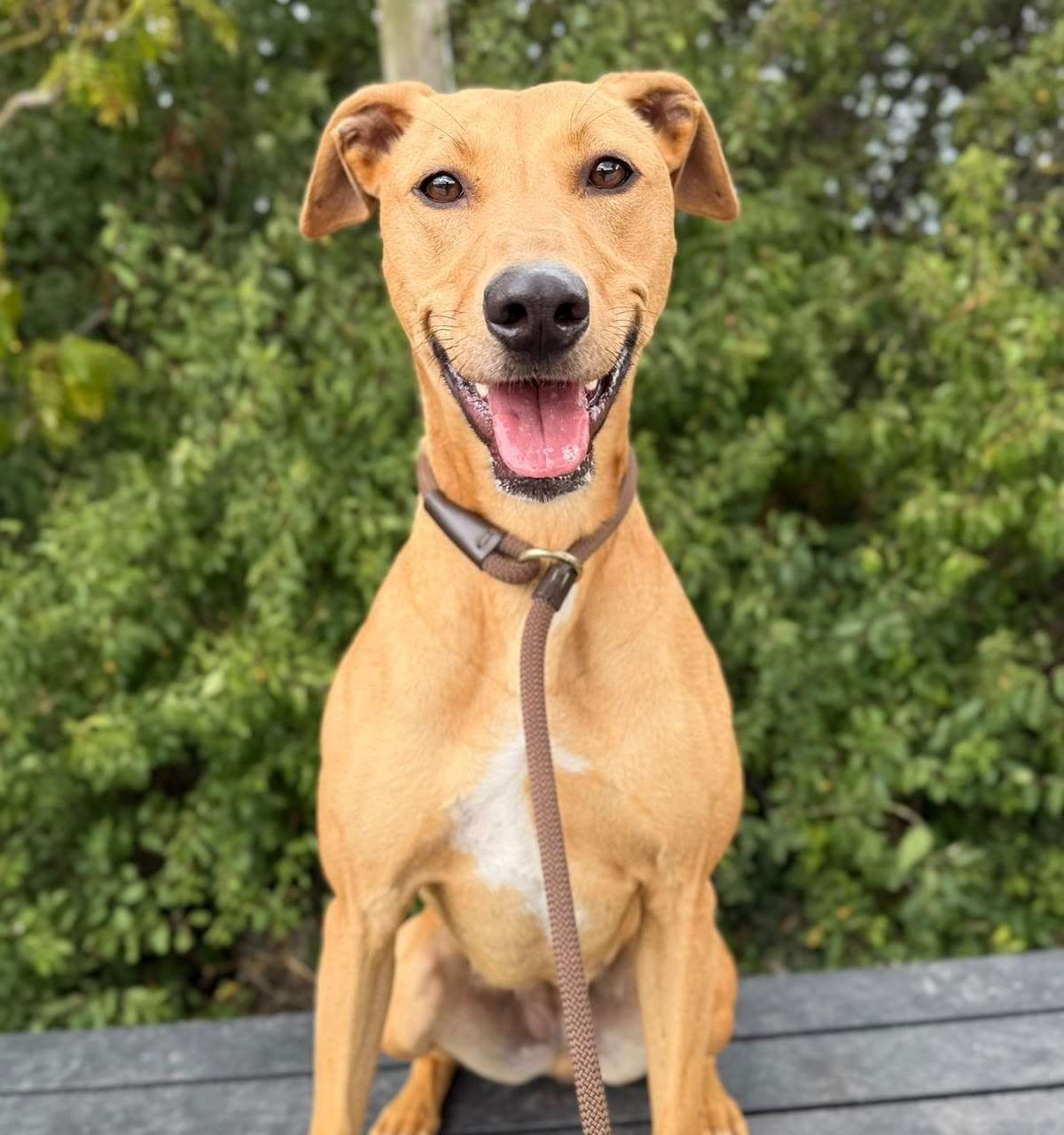 Bella, a 4 years old female Lurcher available for adoption from North Clwyd Animal Rescue in Wales