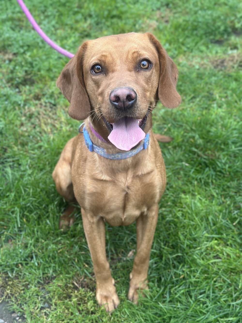 Skye, a 4 years old female Labrador available for adoption from North Clwyd Animal Rescue in Wales