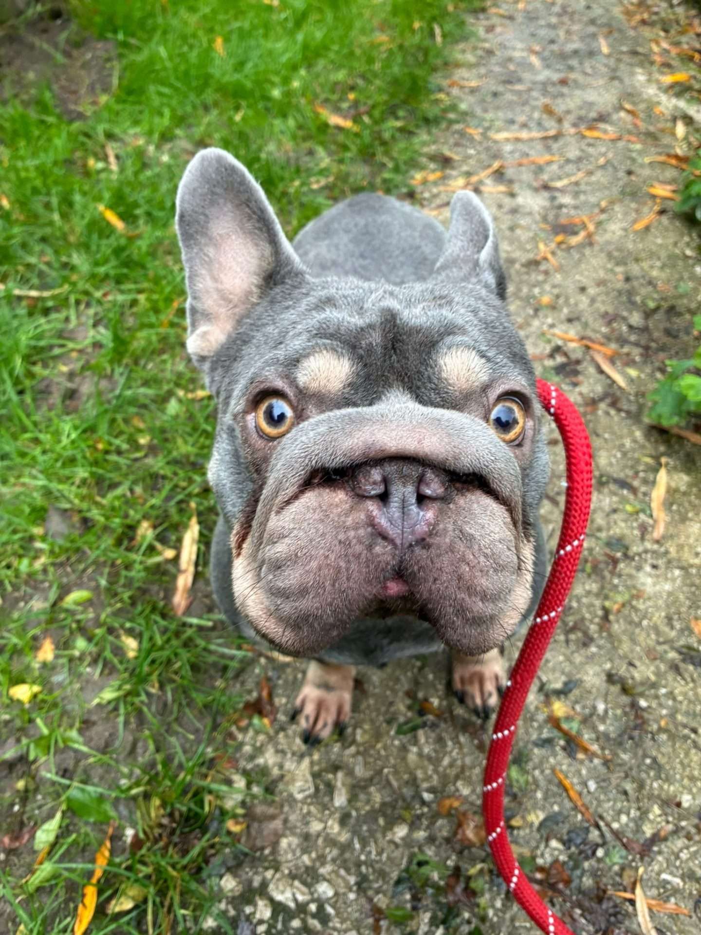Harri, a 2 years old male French Bulldog available for adoption from North Clwyd Animal Rescue in Wales