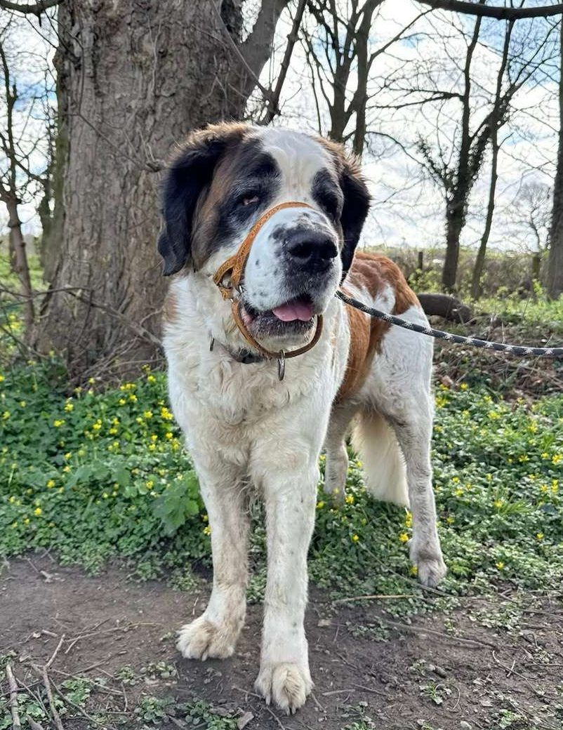 Georgie, a 9 years old female St Bernard available for adoption from North Clwyd Animal Rescue in Wales