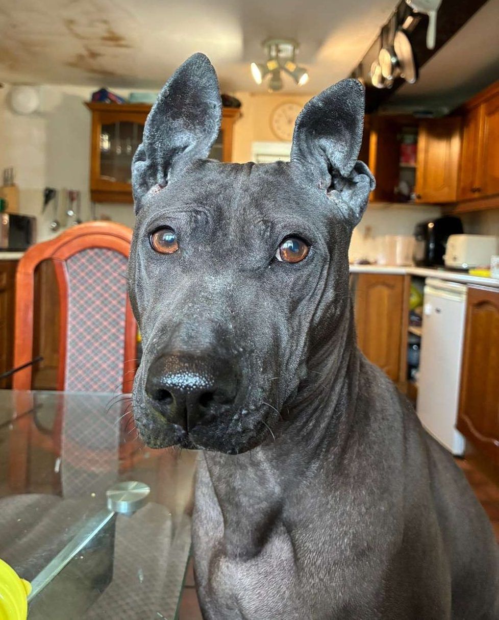 Velma, a 5 years old female Rhodesian Ridgeback available for adoption from North Clwyd Animal Rescue in Wales
