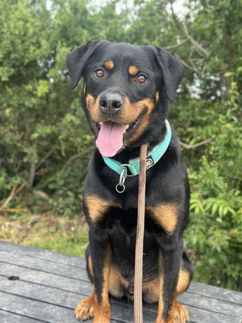 Bruno 1, a 4 years old male Rottweiler available for adoption from North Clwyd Animal Rescue in Wales
