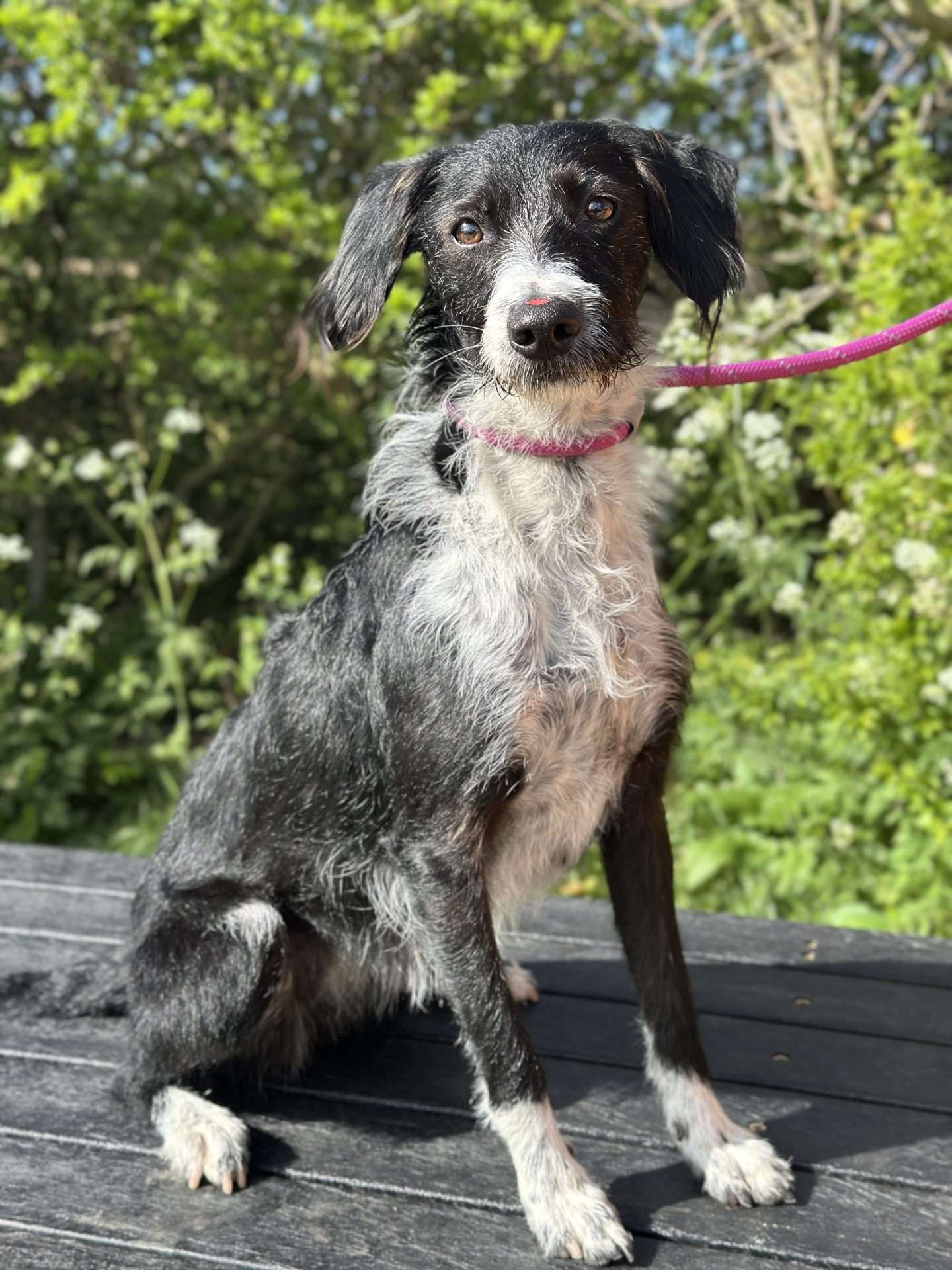 Nova, a 4 years old female Crossbreed available for adoption from North Clwyd Animal Rescue in Wales
