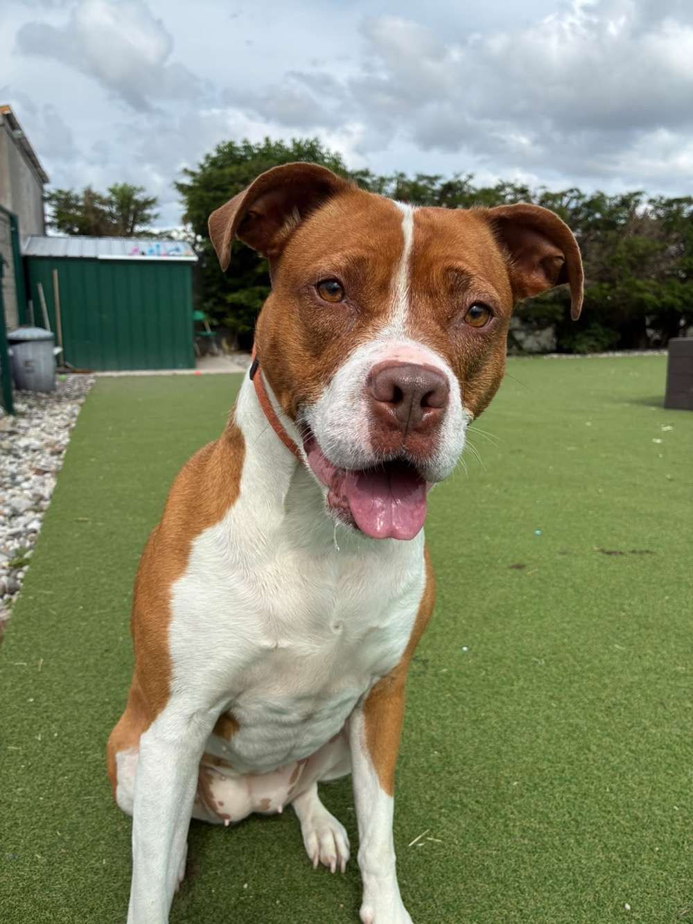 Nugget, a 5 years old female Unknown available for adoption from North Clwyd Animal Rescue in Wales