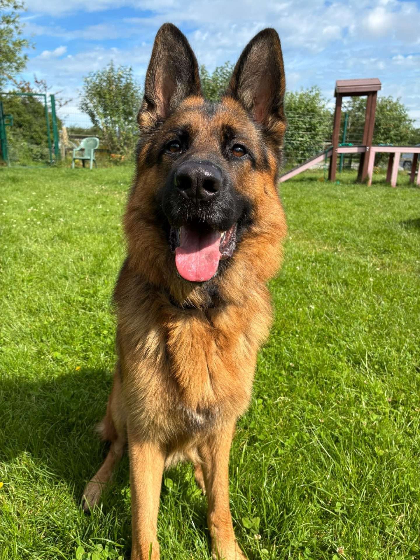 Enzo, a 2 years old male German Shepherd available for adoption from North Clwyd Animal Rescue in Wales