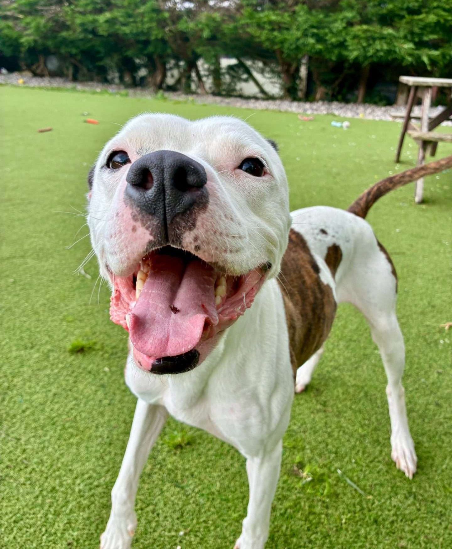 Bella, a 6 years old female Staffordshire Bull Terrier available for adoption from North Clwyd Animal Rescue in Wales