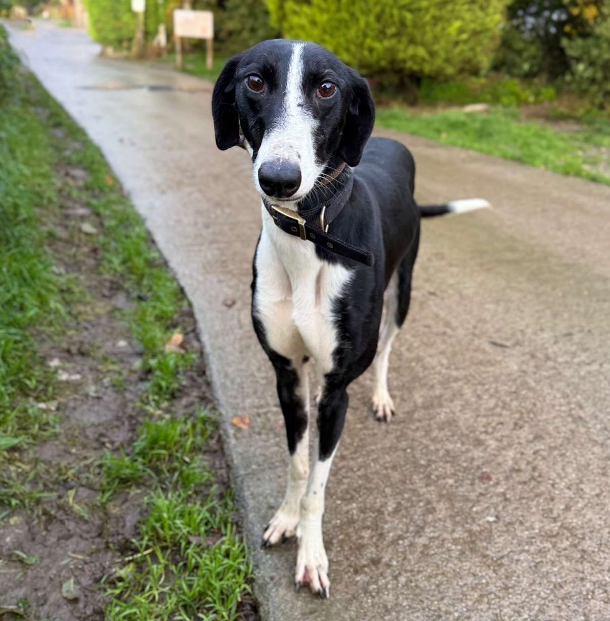 Cedric, a 3 years old male Lurcher available for adoption from North Clwyd Animal Rescue in Wales