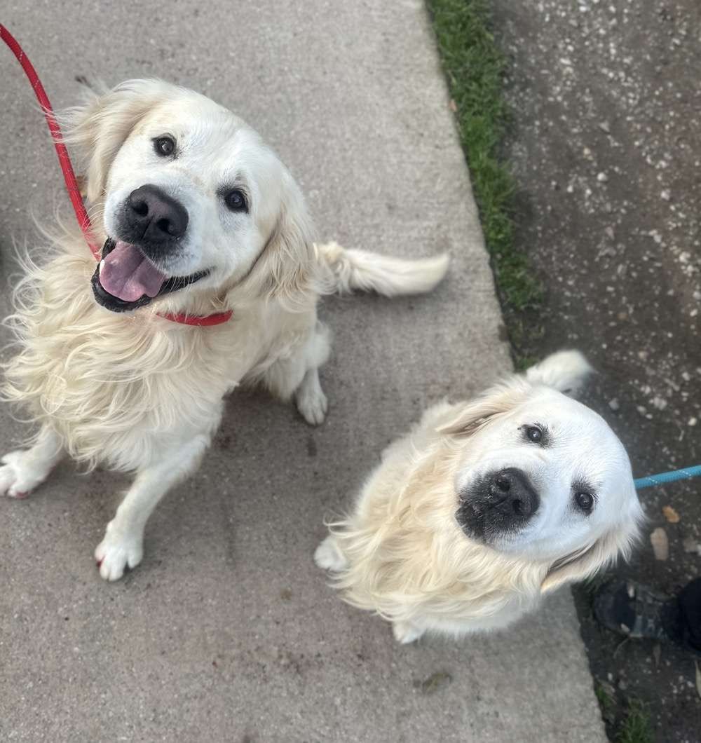 Hugo & Ben, a 8 years old male Golden Retriever available for adoption from North Clwyd Animal Rescue in Wales