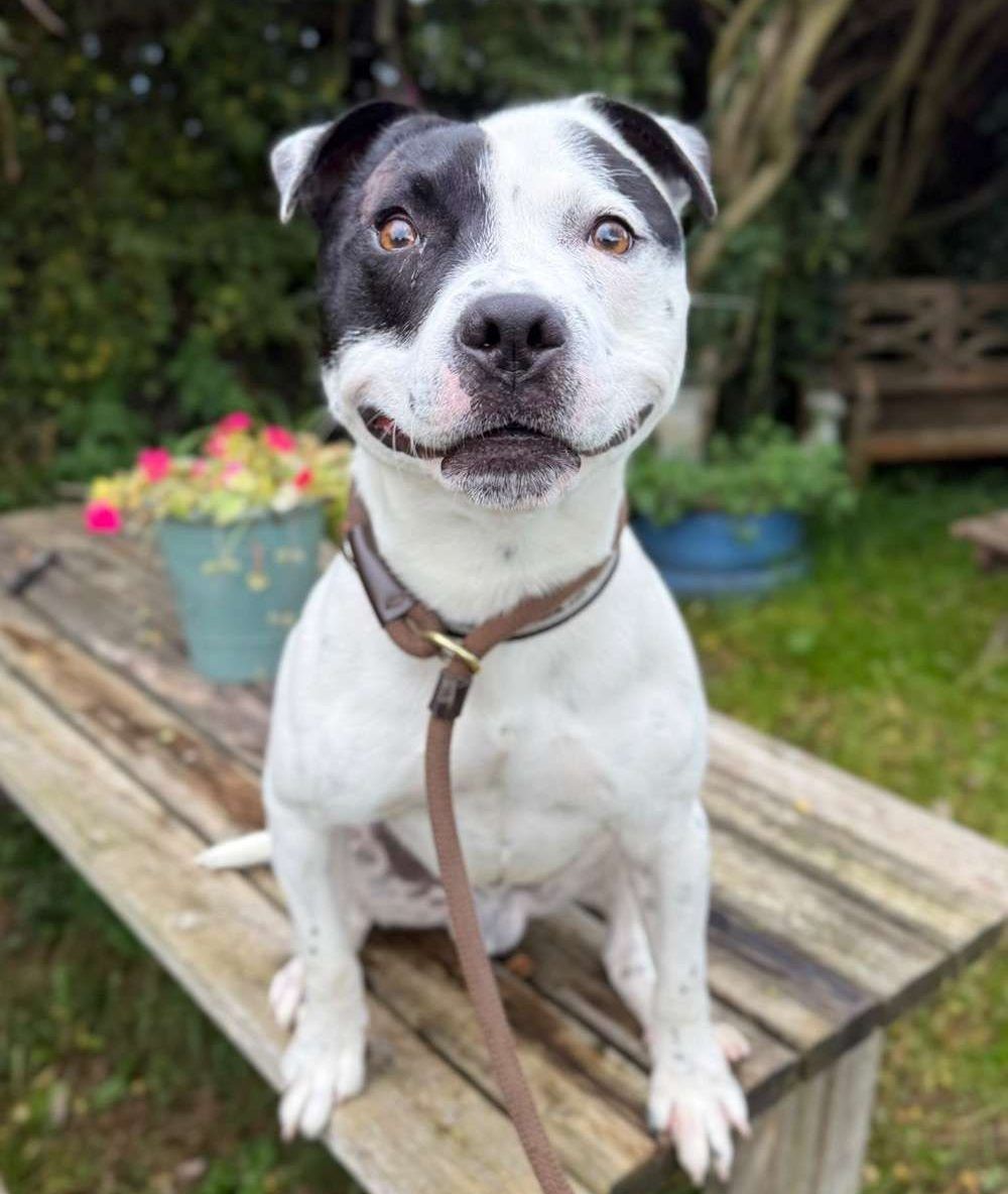 Toby, a 2 years old male Staffordshire Bull Terrier available for adoption from North Clwyd Animal Rescue in Wales