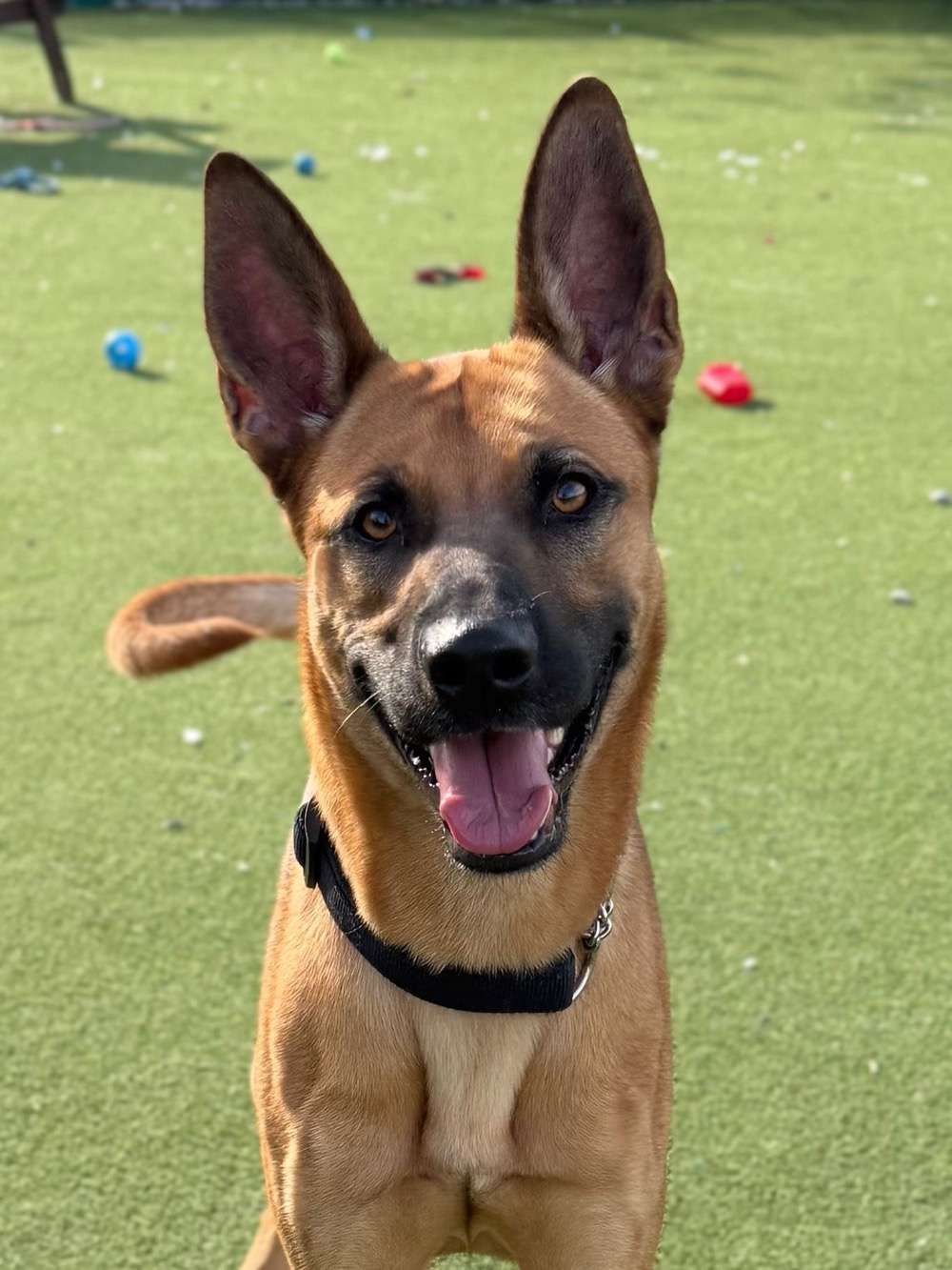 Maverick, a 2 years old male Crossbreed available for adoption from North Clwyd Animal Rescue in Wales