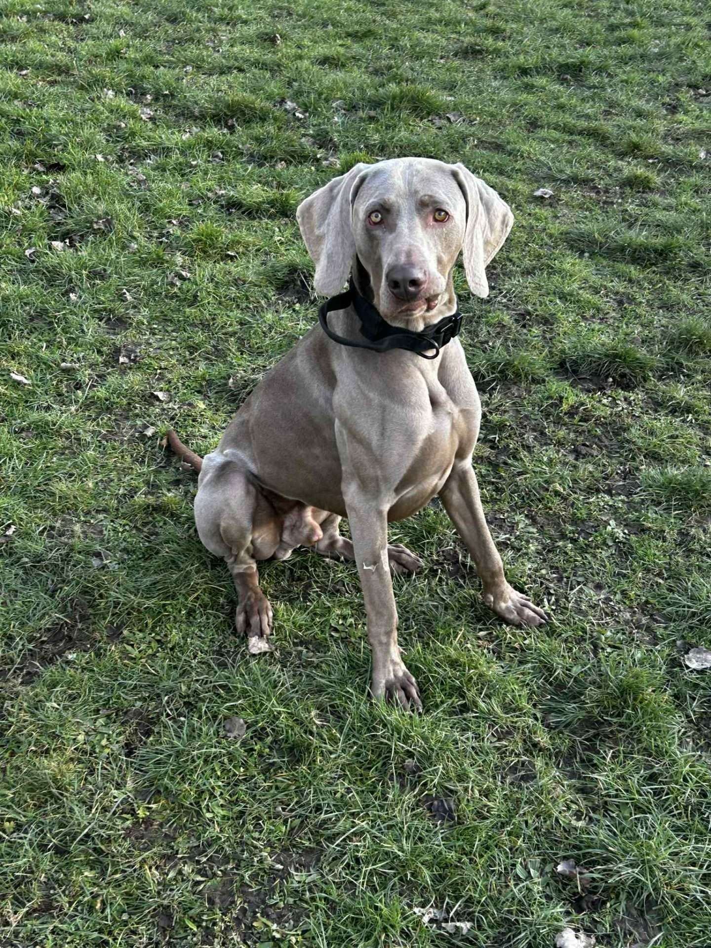 Sebby, a 2 years old male Weimaraner available for adoption from North Clwyd Animal Rescue in Wales