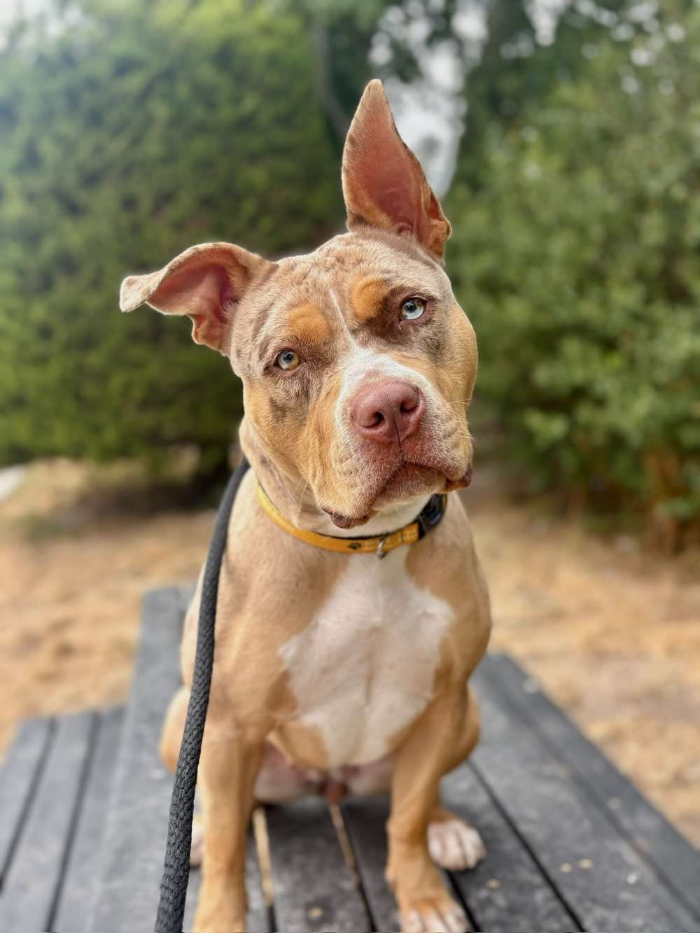 Fawn, a 1 year old female Crossbreed available for adoption from North Clwyd Animal Rescue in Wales