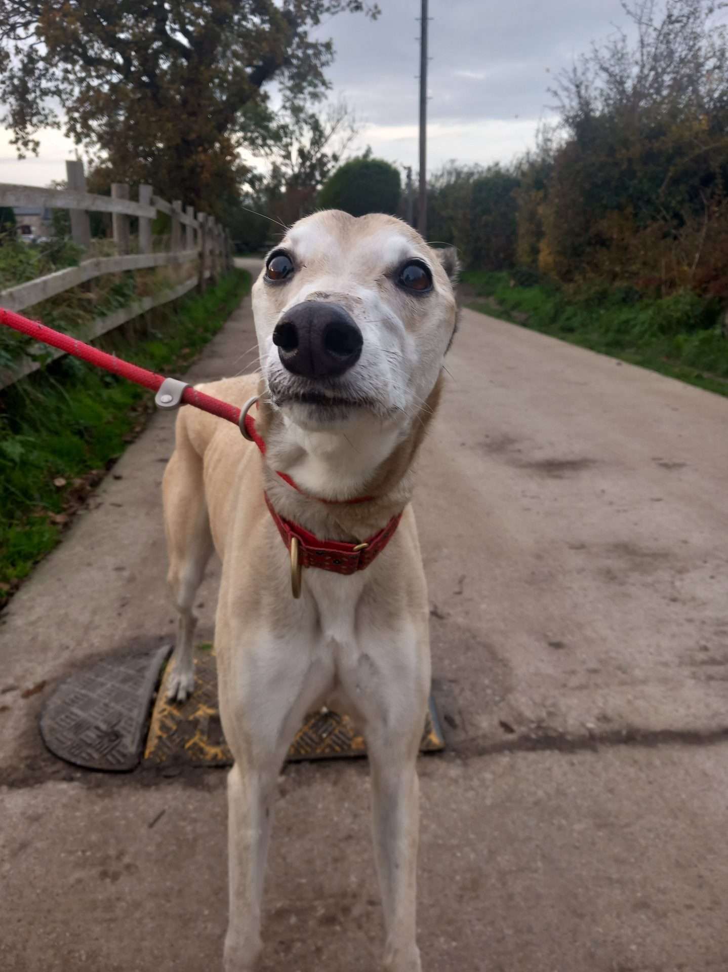 Bruce, a 10 years old male Lurcher available for adoption from North Clwyd Animal Rescue in Wales