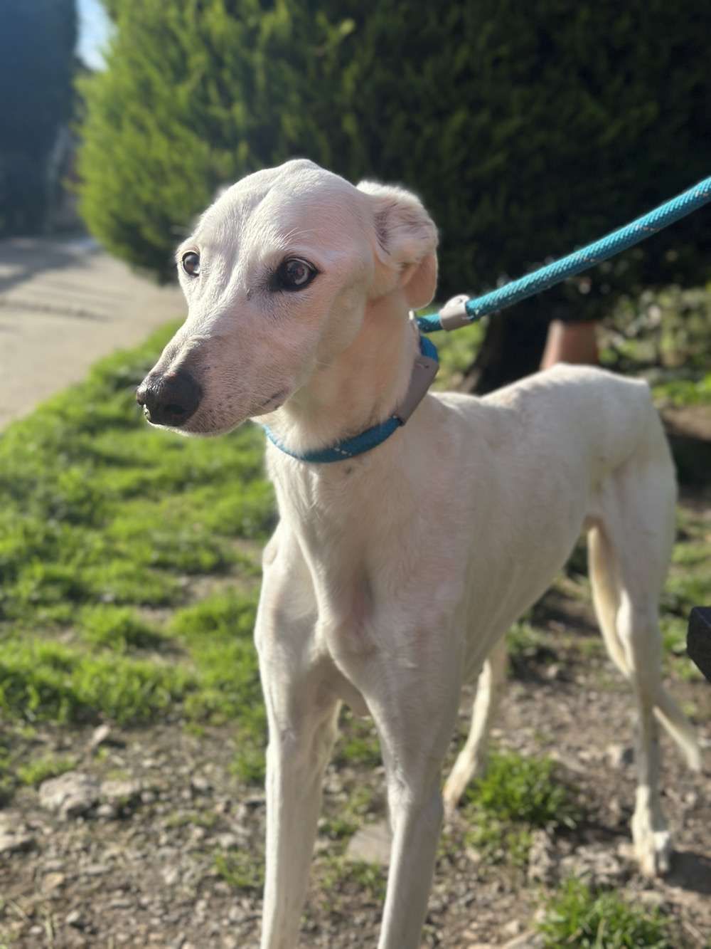 Star, a 12 years old male Lurcher available for adoption from North Clwyd Animal Rescue in Wales