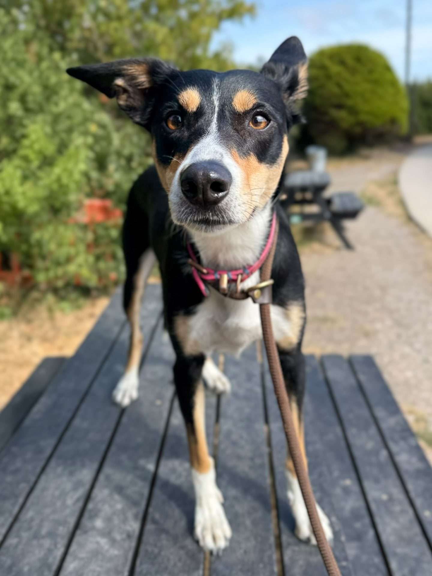 Bella 2, a 6 years old female Crossbreed available for adoption from North Clwyd Animal Rescue in Wales