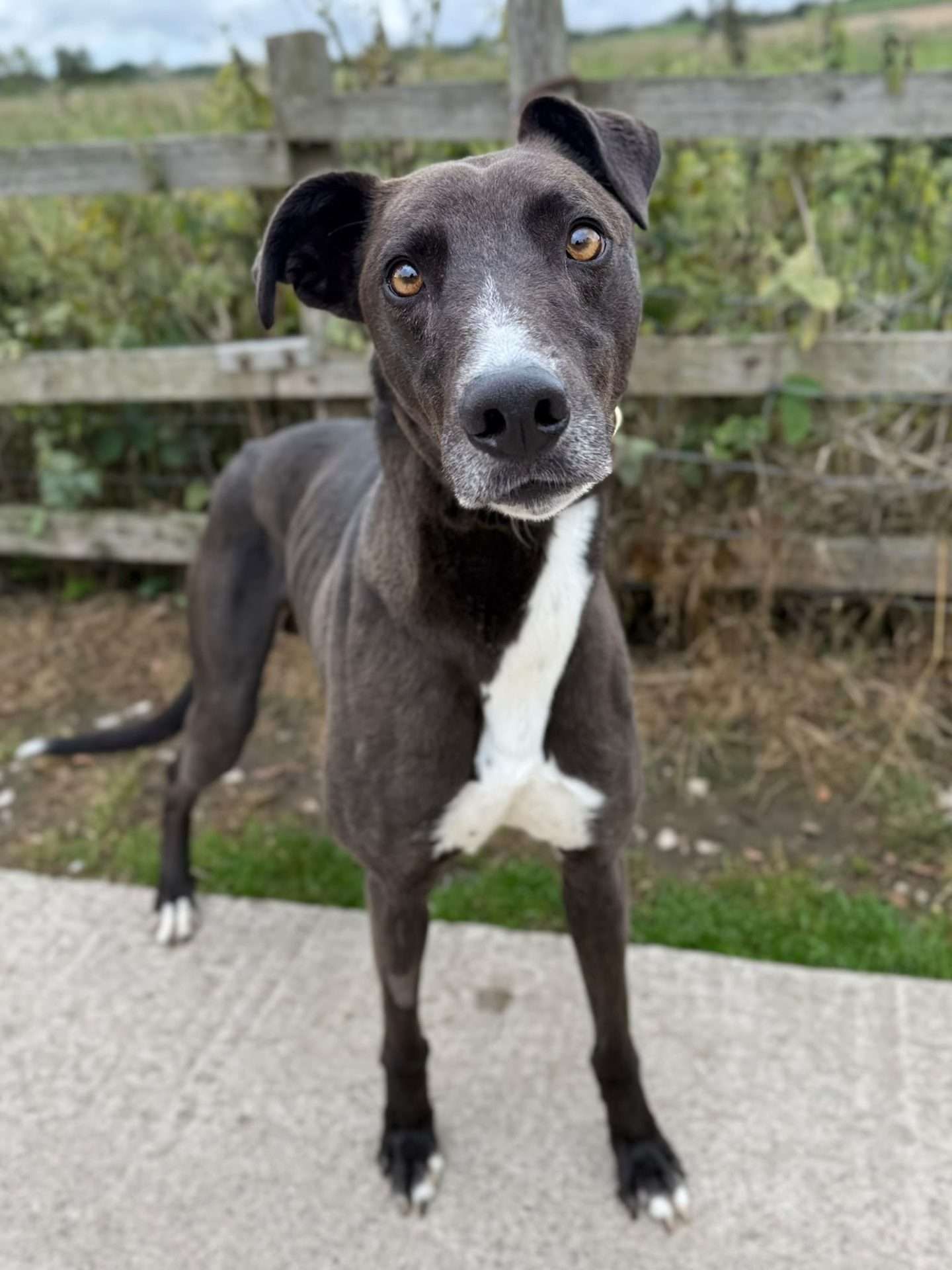 Oakley, a 6 years old male Greyhound available for adoption from North Clwyd Animal Rescue in Wales