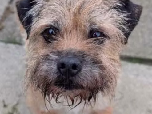 Willow, a 7 years old female Border Terrier available for adoption from North East Terrier Rescue in Northumberland