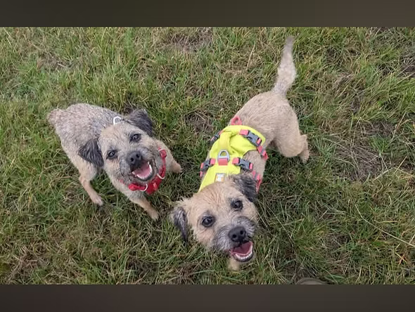 Willow And Fern, a 7 years old female Border Terrier available for adoption from North East Terrier Rescue in Northumberland