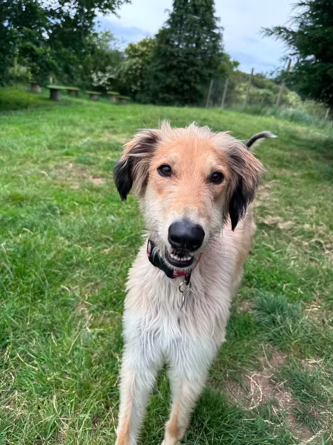 Captain, a 2 years old male Saluki X available for adoption from Northumberland Dog Rescue in Northumberland