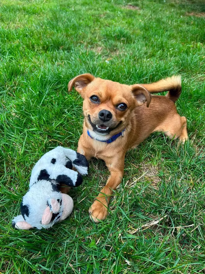 Diego, a 1 year old male Chihuahua X available for adoption from Northumberland Dog Rescue in Northumberland